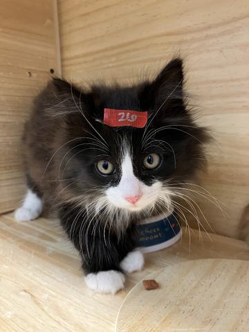 Kohlrabi, an adoptable Domestic Long Hair, Calico in Torrey, UT, 84775 | Photo Image 3