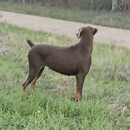 Carlita, Adoptable, Young Female Doberman Pinscher.