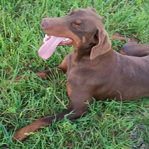 Enlarge Carlita, a Adoptable Doberman Pinscher in Jackson, LA image 2/3