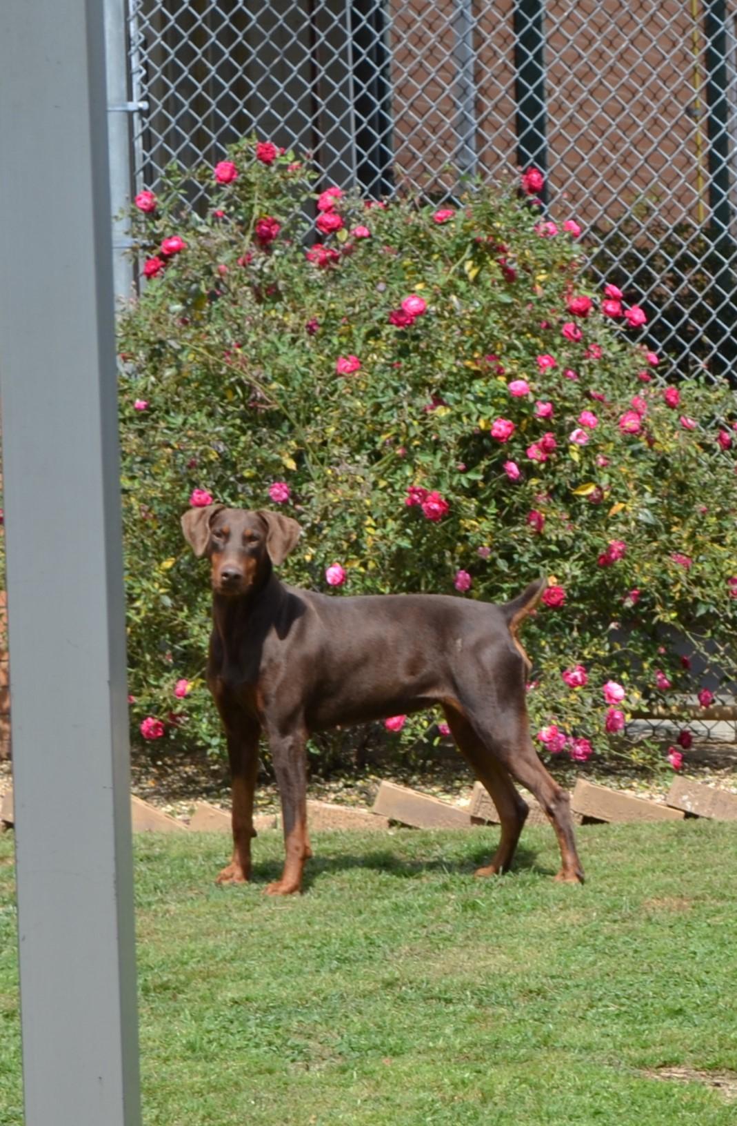 Enlarge Carlita, a Adoptable Doberman Pinscher in Jackson, LA image 3/3