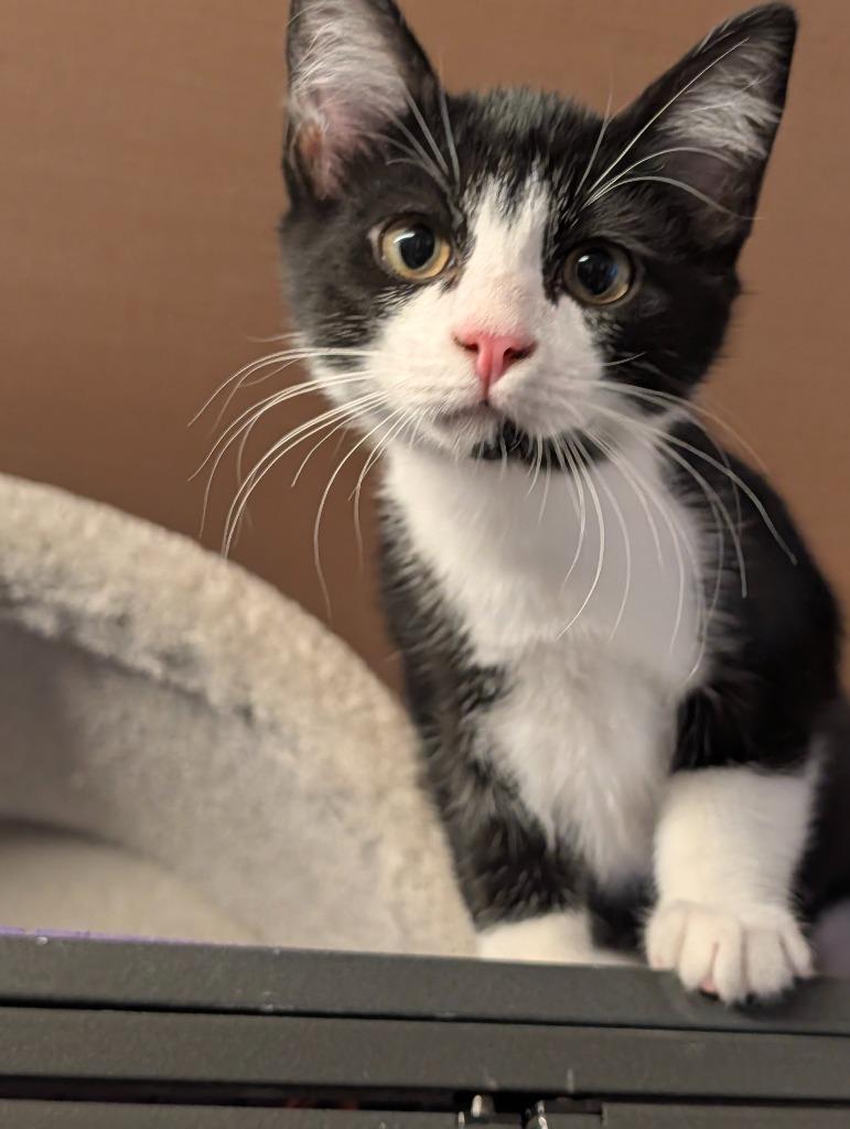 Enlarge Klaus Baudelaire / Mr. Poe, a Adoptable mixed breed in Shelton, WA image 3/6
