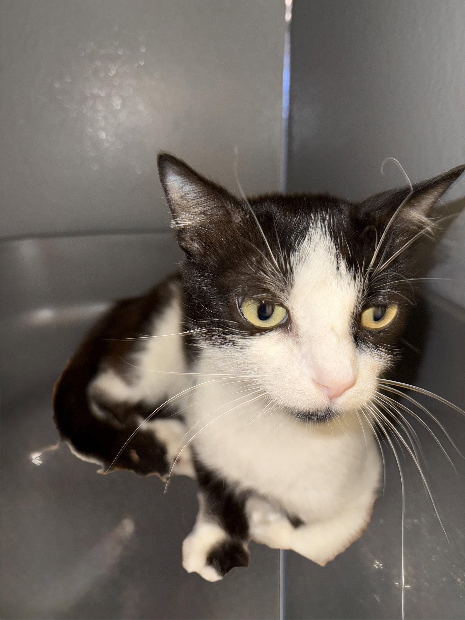 Narnia, Adopted, Young Female Domestic Short Hair.