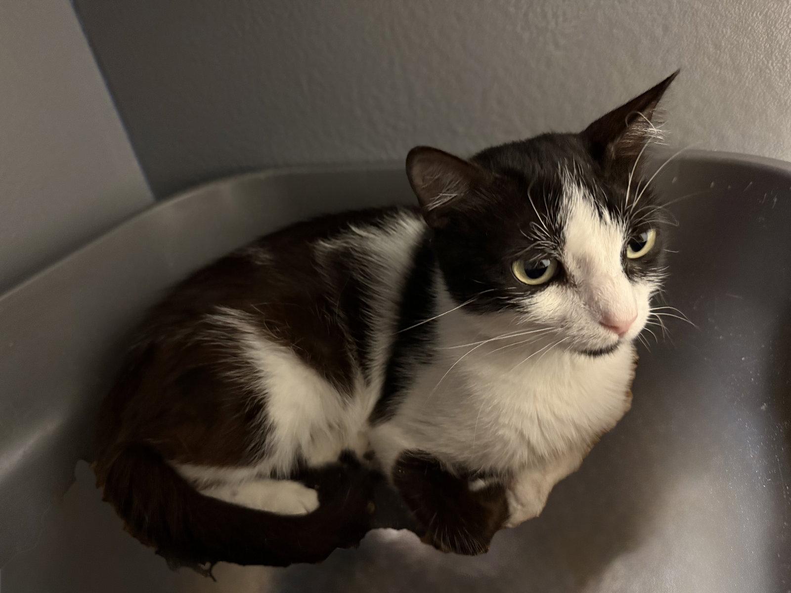 Enlarge Narnia, a Adopted Domestic Short Hair in Phoenix, AZ image 2/2