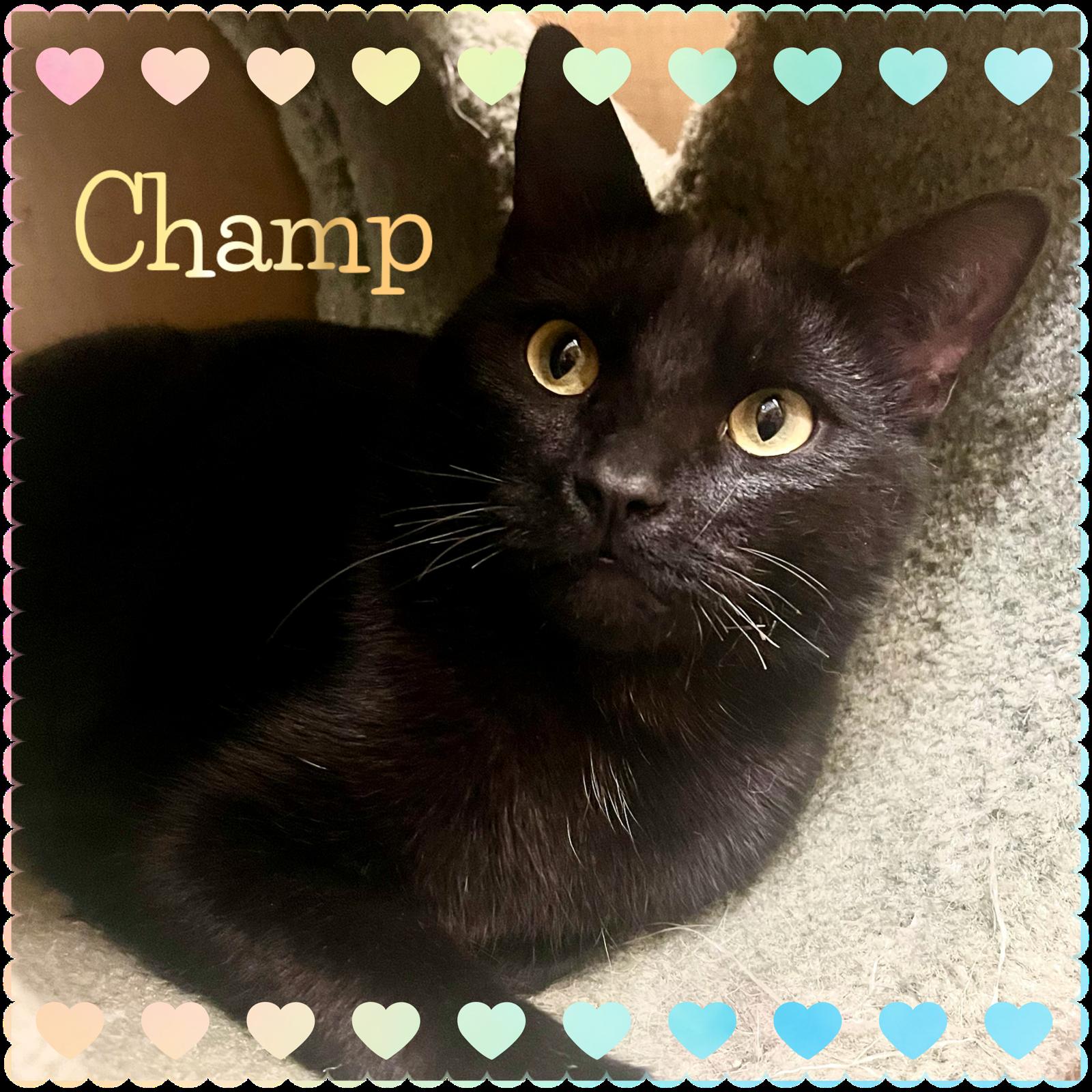 Enlarge Champ, a ADOPTABLE Domestic Short Hair in Walnut, CA image 1/1