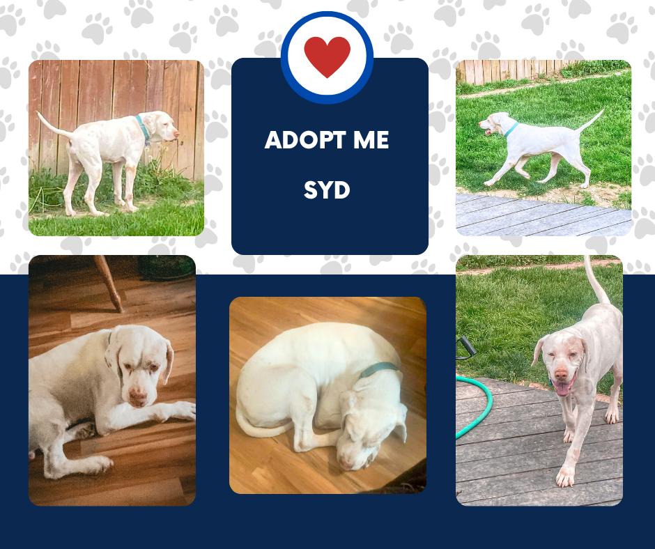 Enlarge Syd (IL), a ADOPTABLE English Pointer in Bridgeton, NJ image 1/1