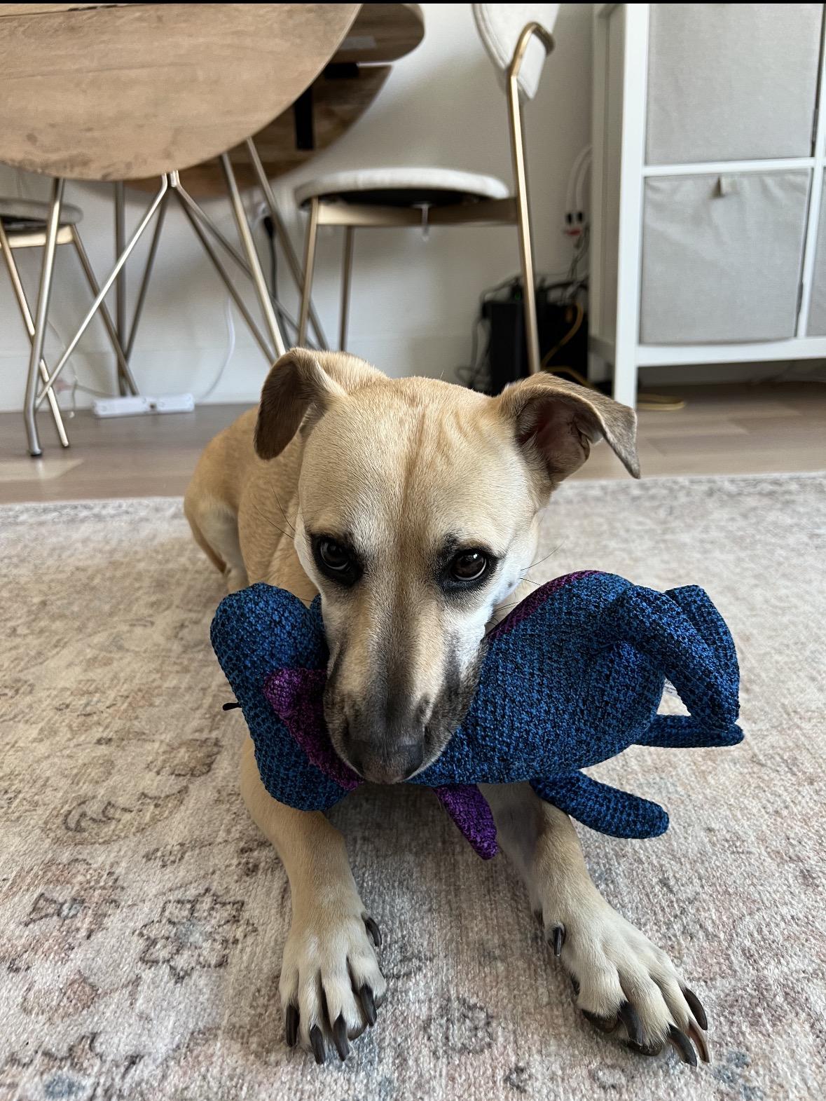 Enlarge Elly, a Adoptable mixed breed in Mahwah, NJ image 6/6