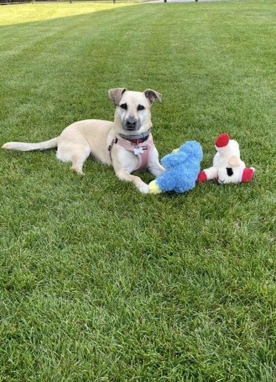 Enlarge Elly, a Adoptable mixed breed in Mahwah, NJ image 4/6