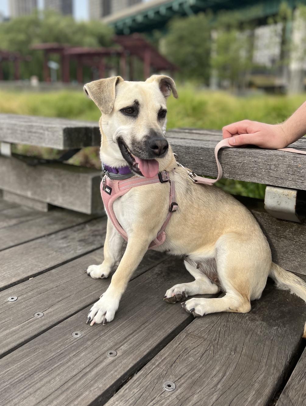 Elly, Adoptable, Adult Female Dachshund & Terrier.