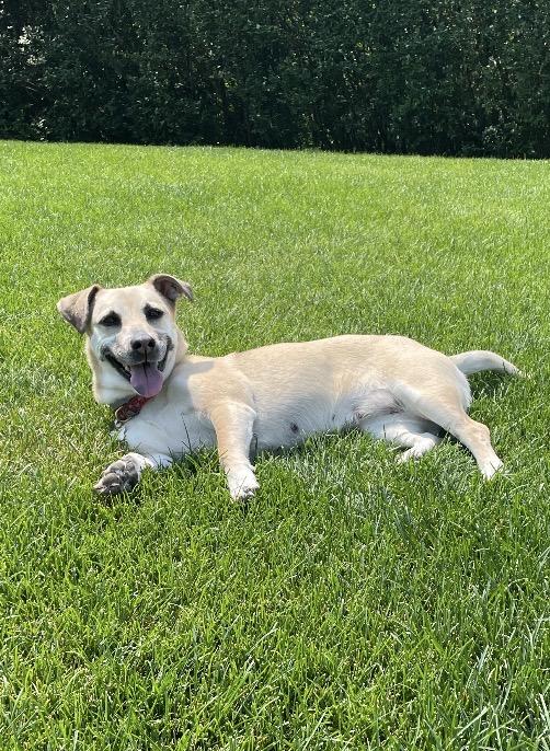 Enlarge Elly, a Adoptable mixed breed in Mahwah, NJ image 5/6