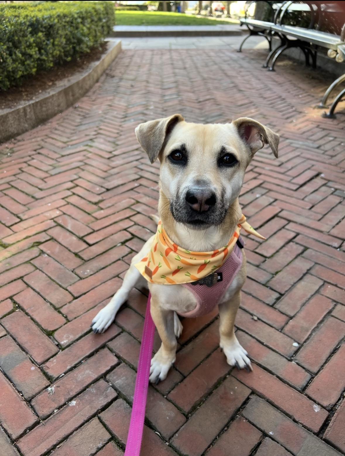 Enlarge Elly, a Adoptable mixed breed in Mahwah, NJ image 3/6