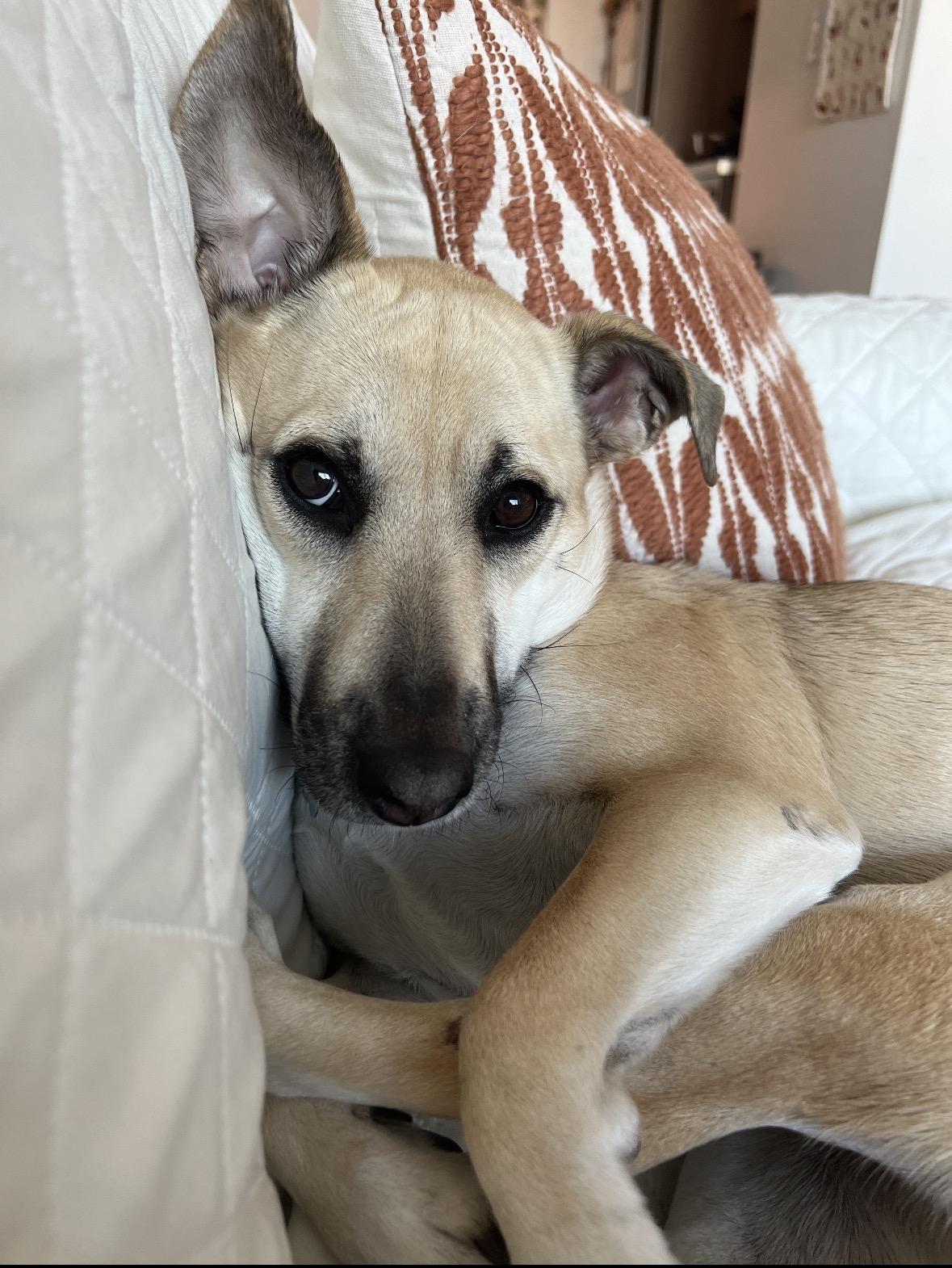 Enlarge Elly, a Adoptable mixed breed in Mahwah, NJ image 2/6