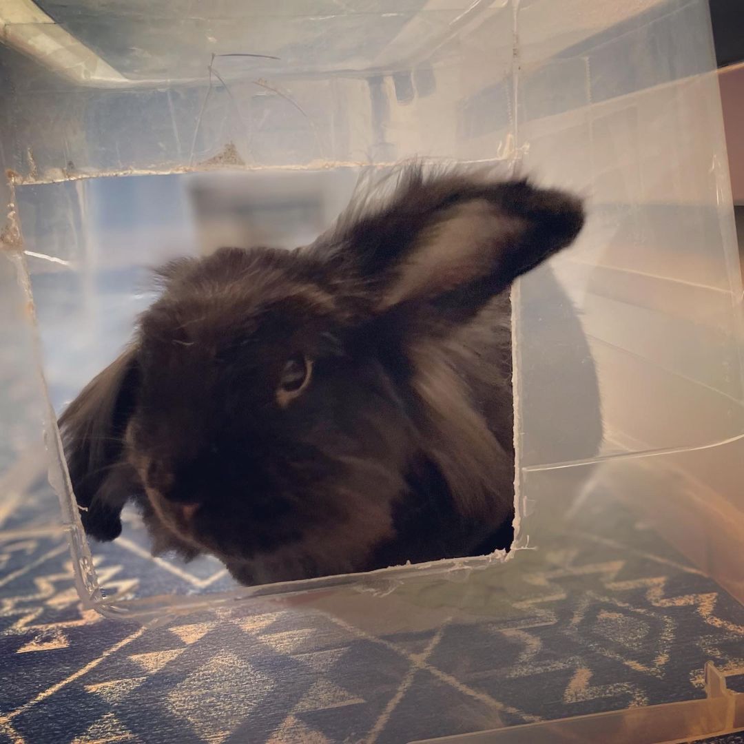 Merry, Adopted, Adult Male Lionhead.