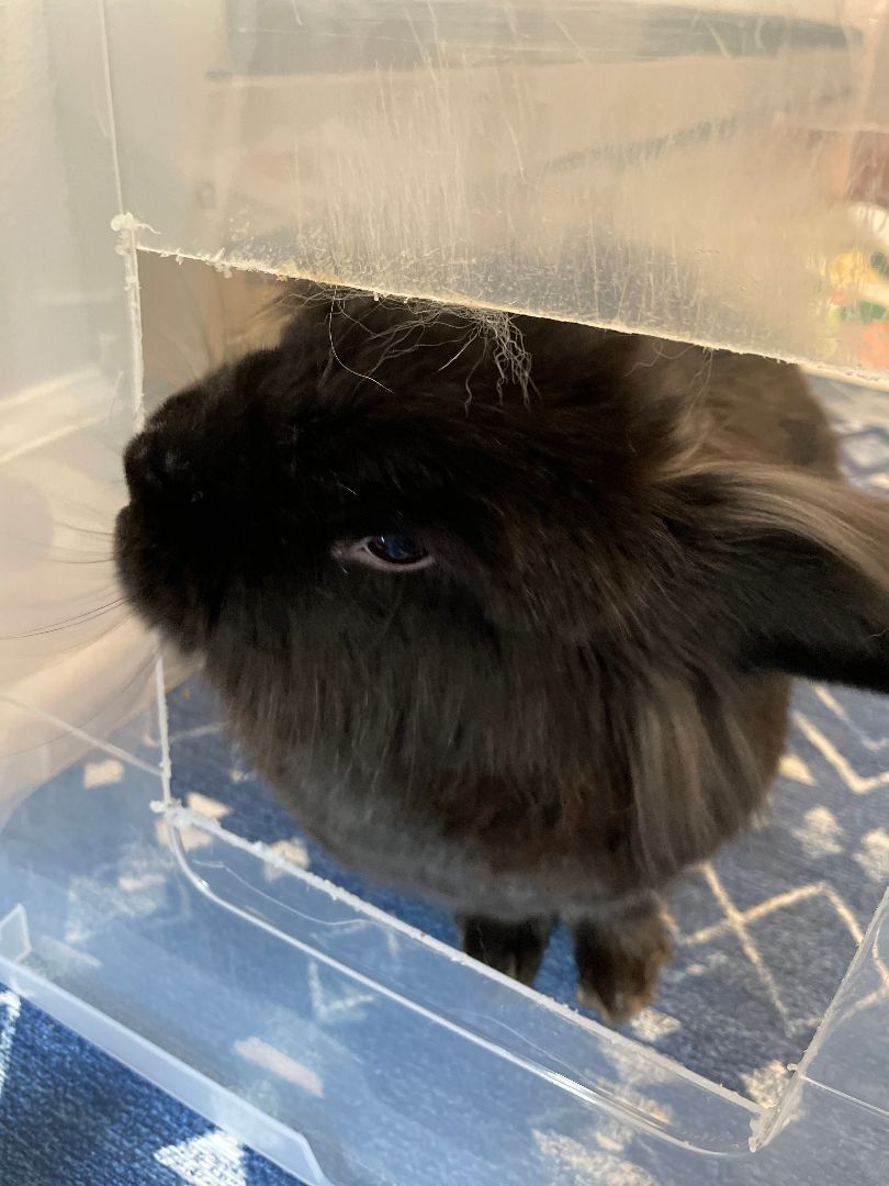 Merry, Adopted, Adult Male Lionhead.