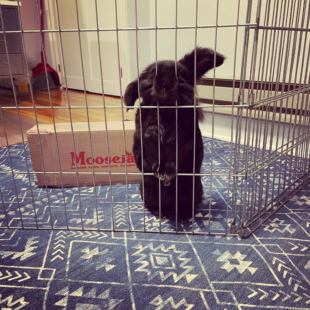 Enlarge Merry, a Adopted mixed breed in Spokane, WA image 3/10