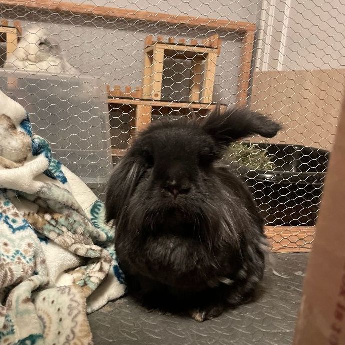 Enlarge Merry, a Adopted mixed breed in Spokane, WA image 4/10