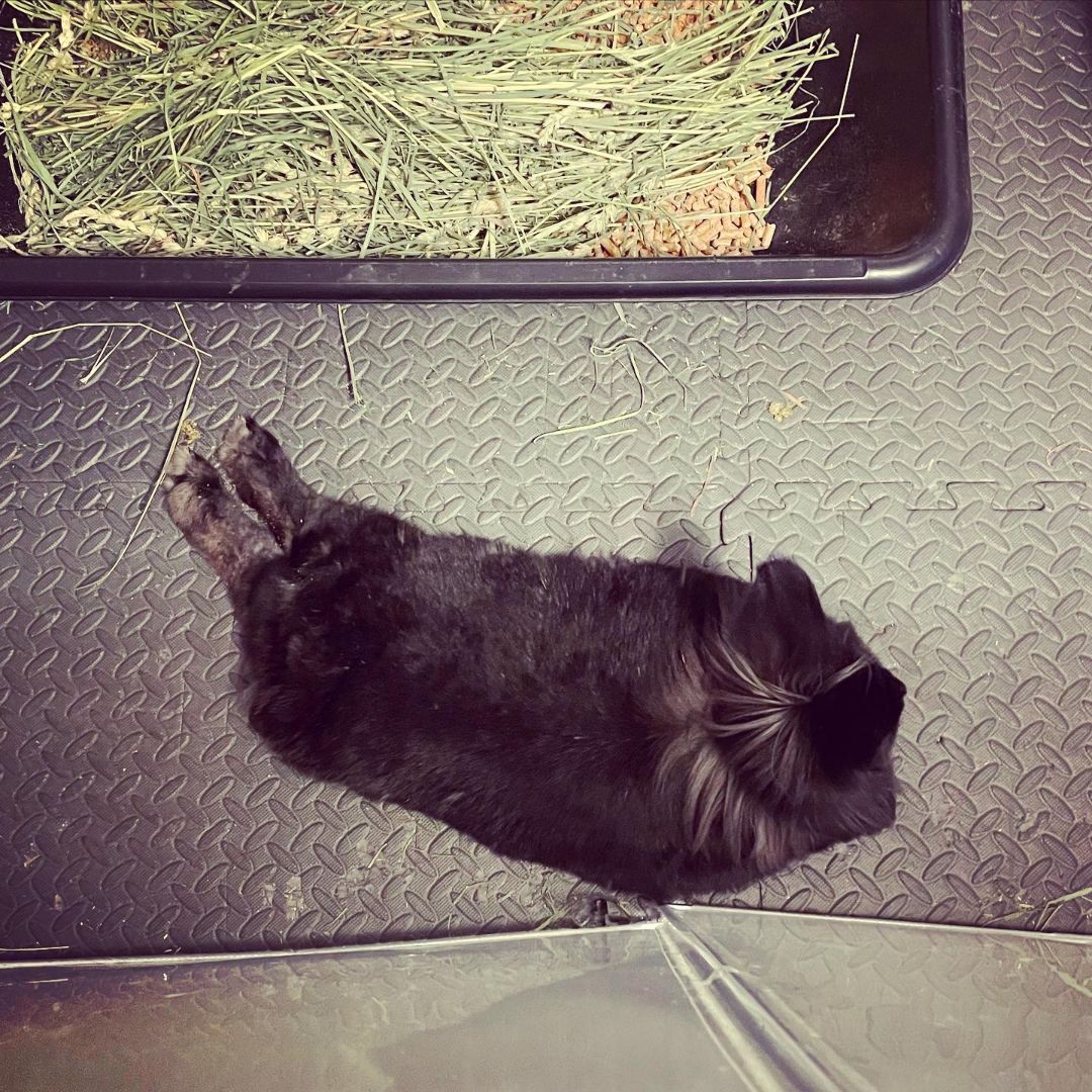 Enlarge Merry, a Adopted mixed breed in Spokane, WA image 5/10