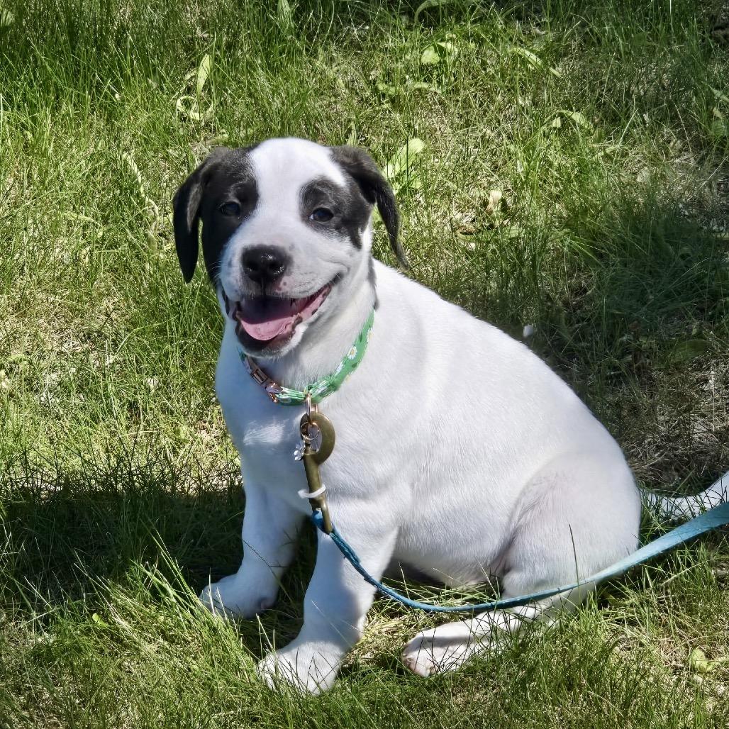 Bubbles, Adoptable, Puppy Female Black Mouth Cur & Beagle.