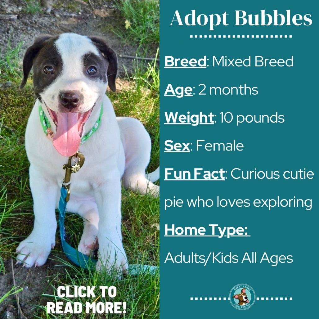 Bubbles, a Adoptable mixed breed in Metamora, MI image 2/6