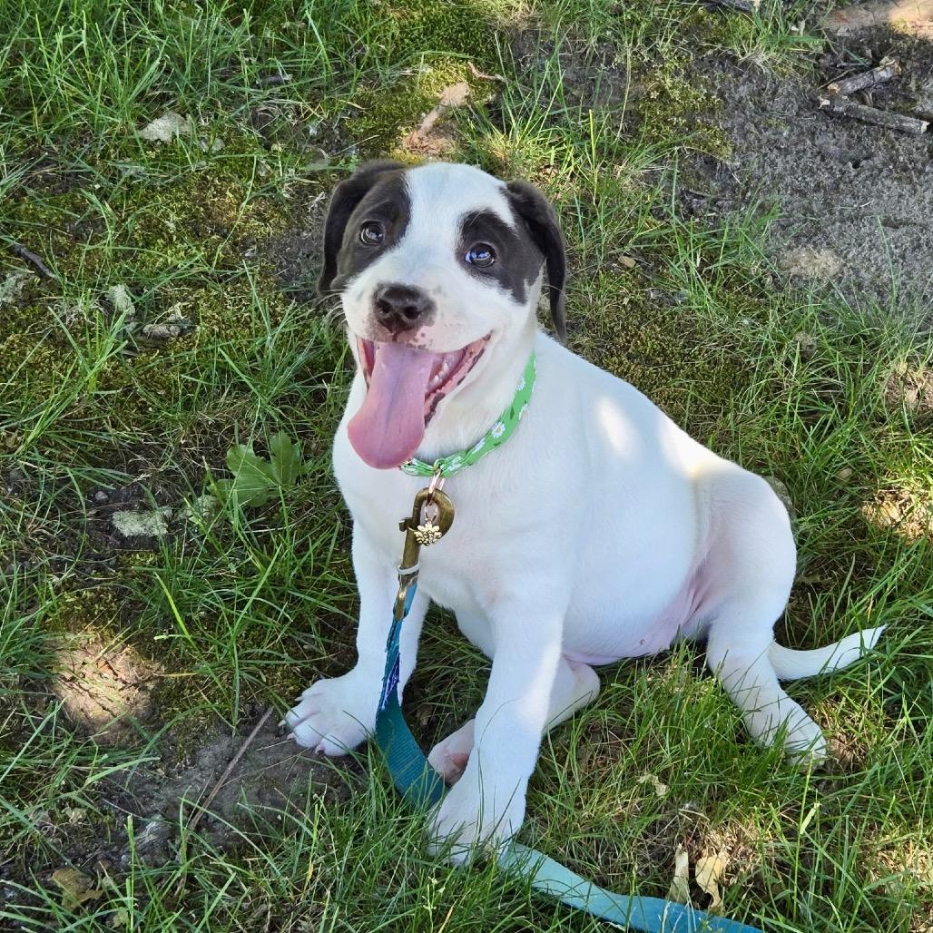 Bubbles, a Adoptable mixed breed in Metamora, MI image 4/6