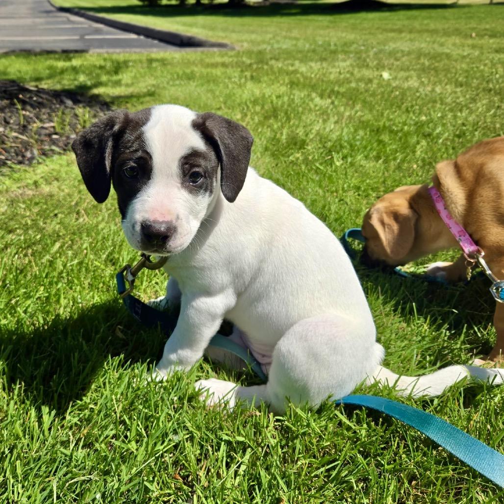 Bubbles, a Adoptable mixed breed in Metamora, MI image 5/6