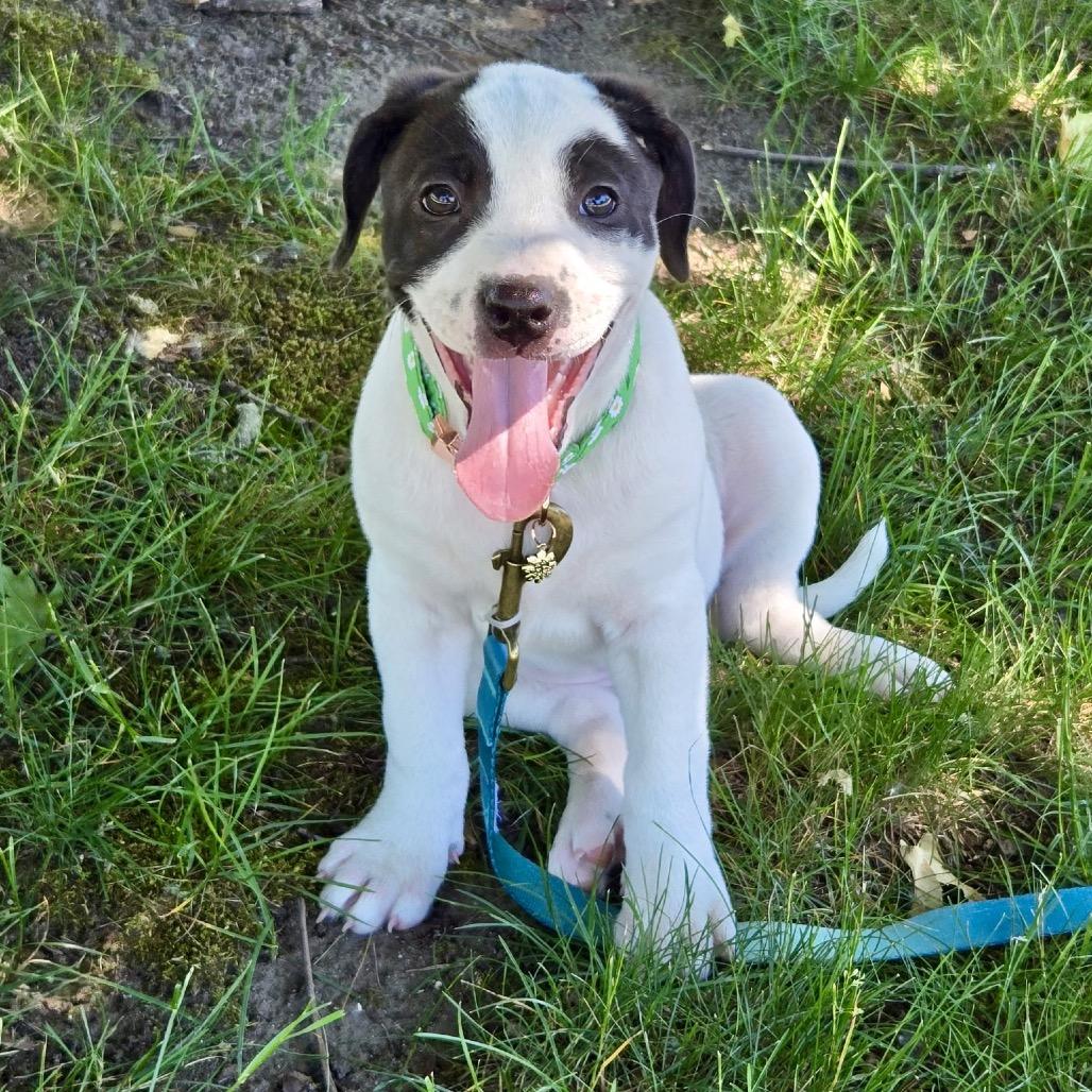 Bubbles, a Adoptable mixed breed in Metamora, MI image 6/6