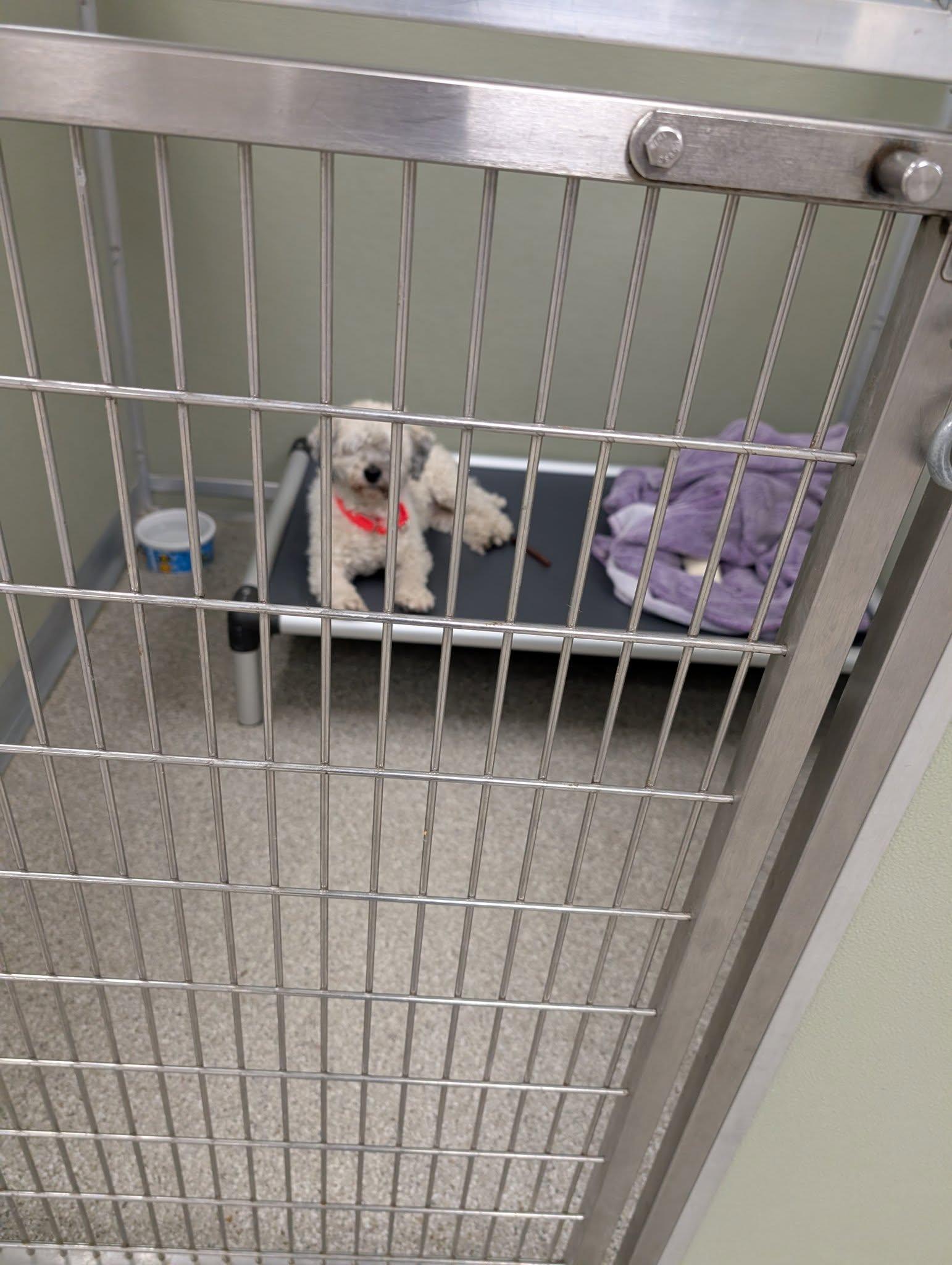 Enlarge Shorty, a Adopted Terrier in Whitehall, PA image 1/1