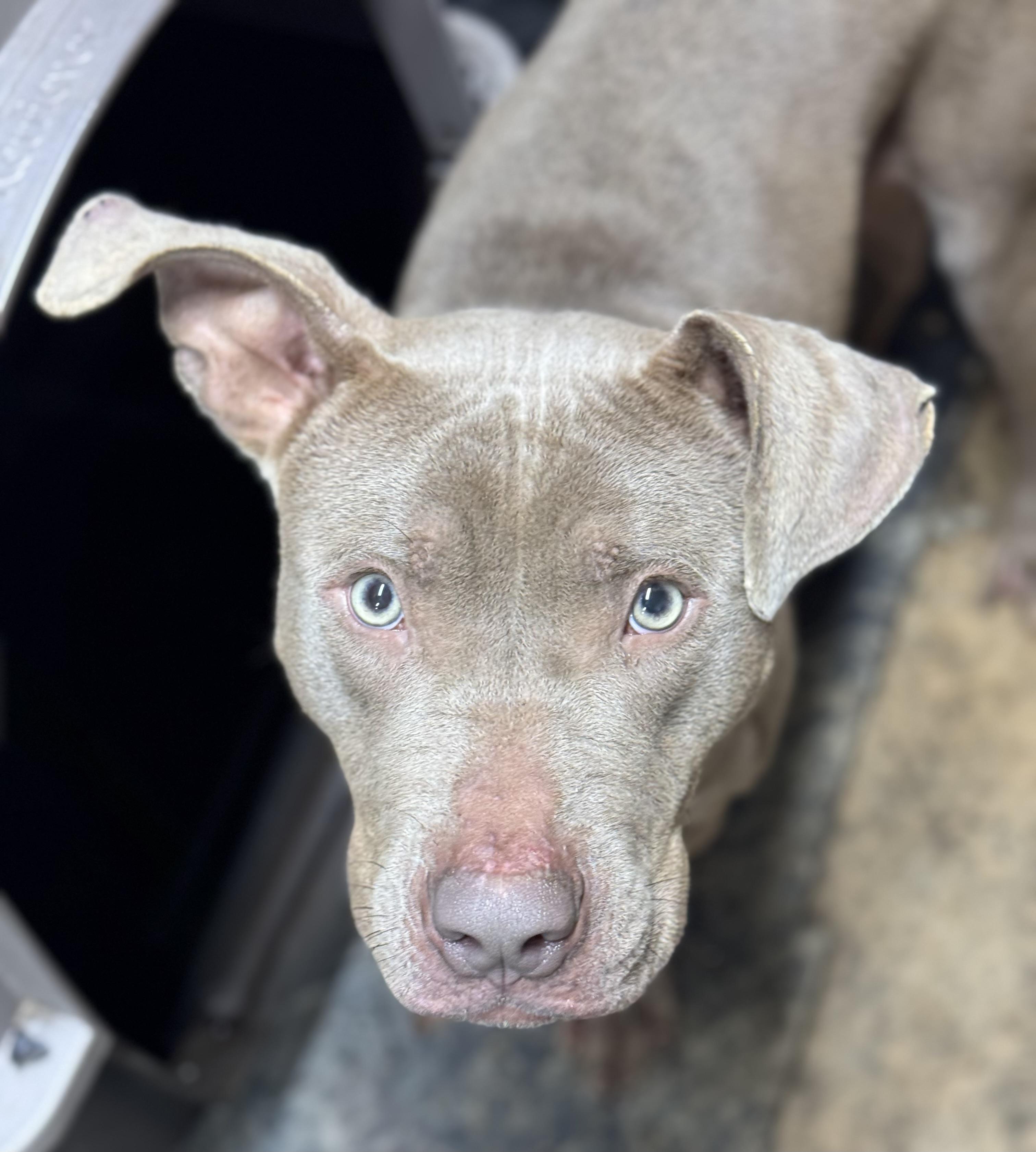 Javier, a Adoptable Mixed Breed in Vassalboro, ME image 1/2