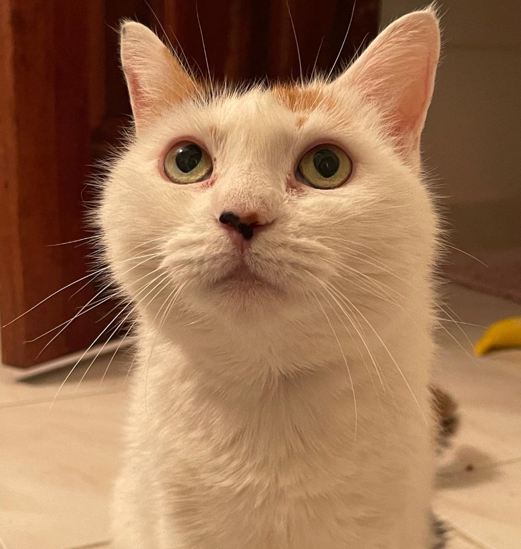 Pearl, Adoptable, Senior Female Calico.