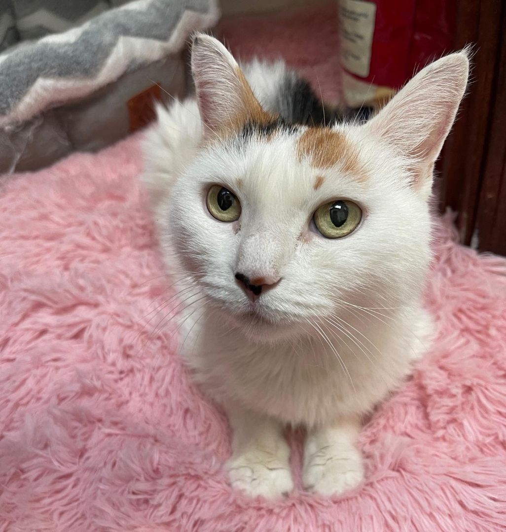 Pearl, a Adoptable Calico in Perrineville, NJ image 2/4