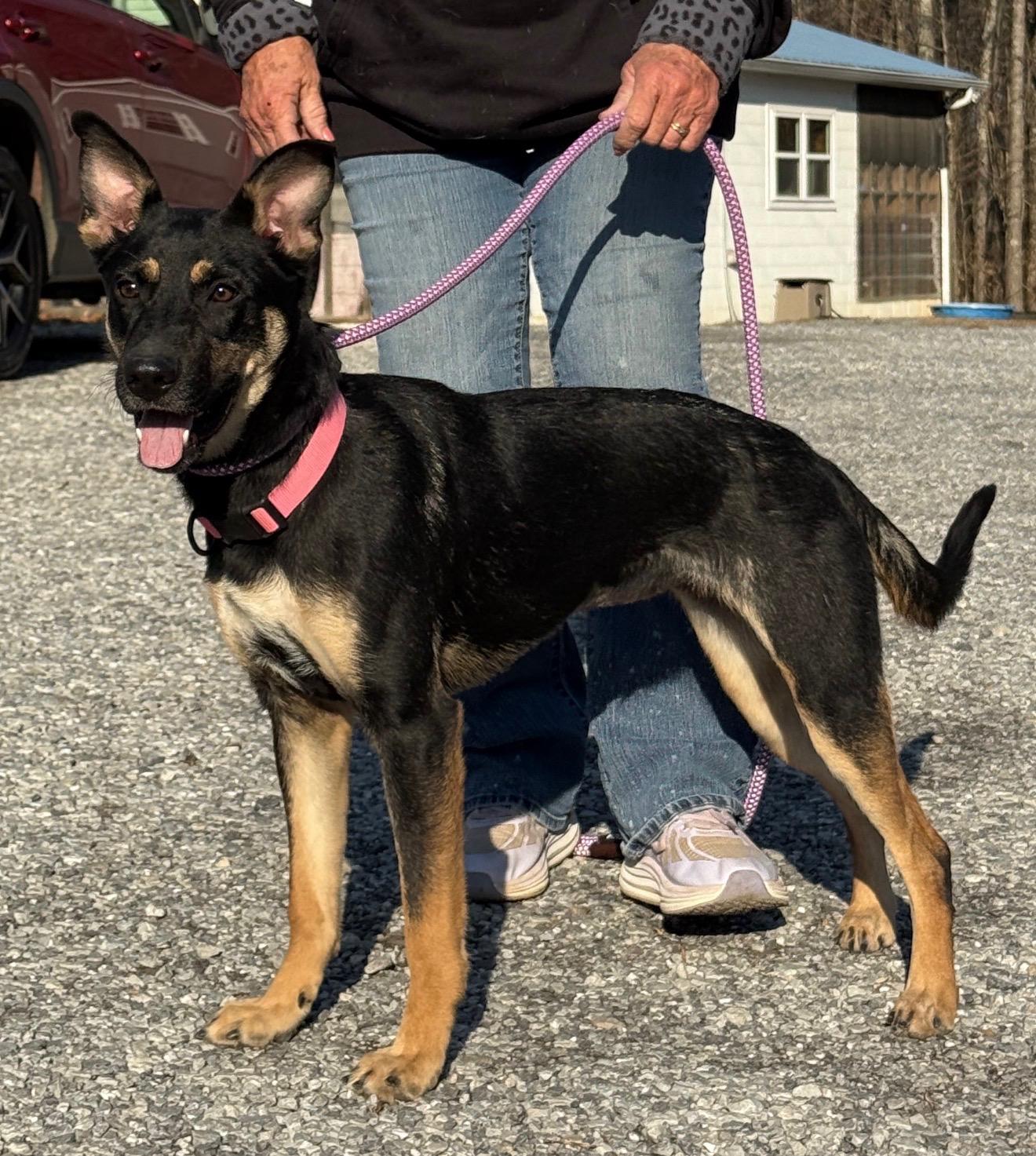 Enlarge PIPER, an adopted mixed breed in Talbott, TN image 1/2