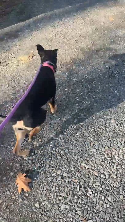 Enlarge PIPER, an adopted mixed breed in Talbott, TN video 2/2