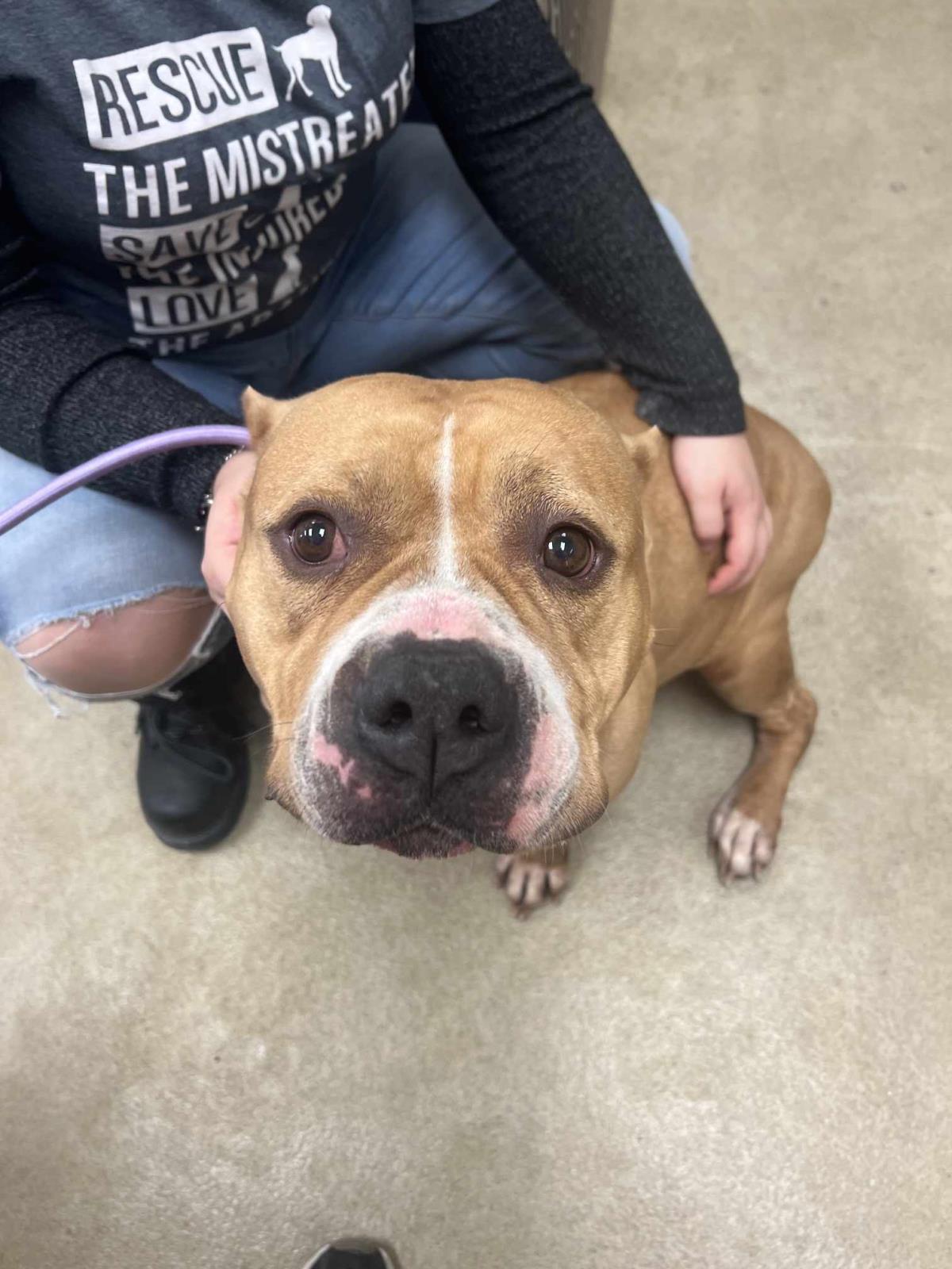 Honey Bun-$75 Adoption Fee! Diamond Dog!, Adoptable, Adult Female American Bulldog.