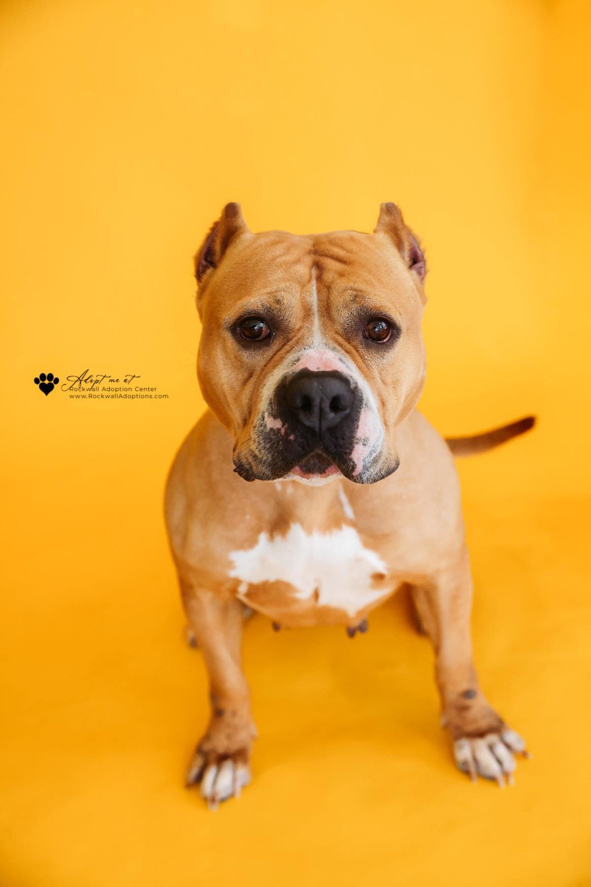 Enlarge Honey Bun-$75 Adoption Fee! Diamond Dog!, a Adoptable American Bulldog in Rockwall, TX image 2/3