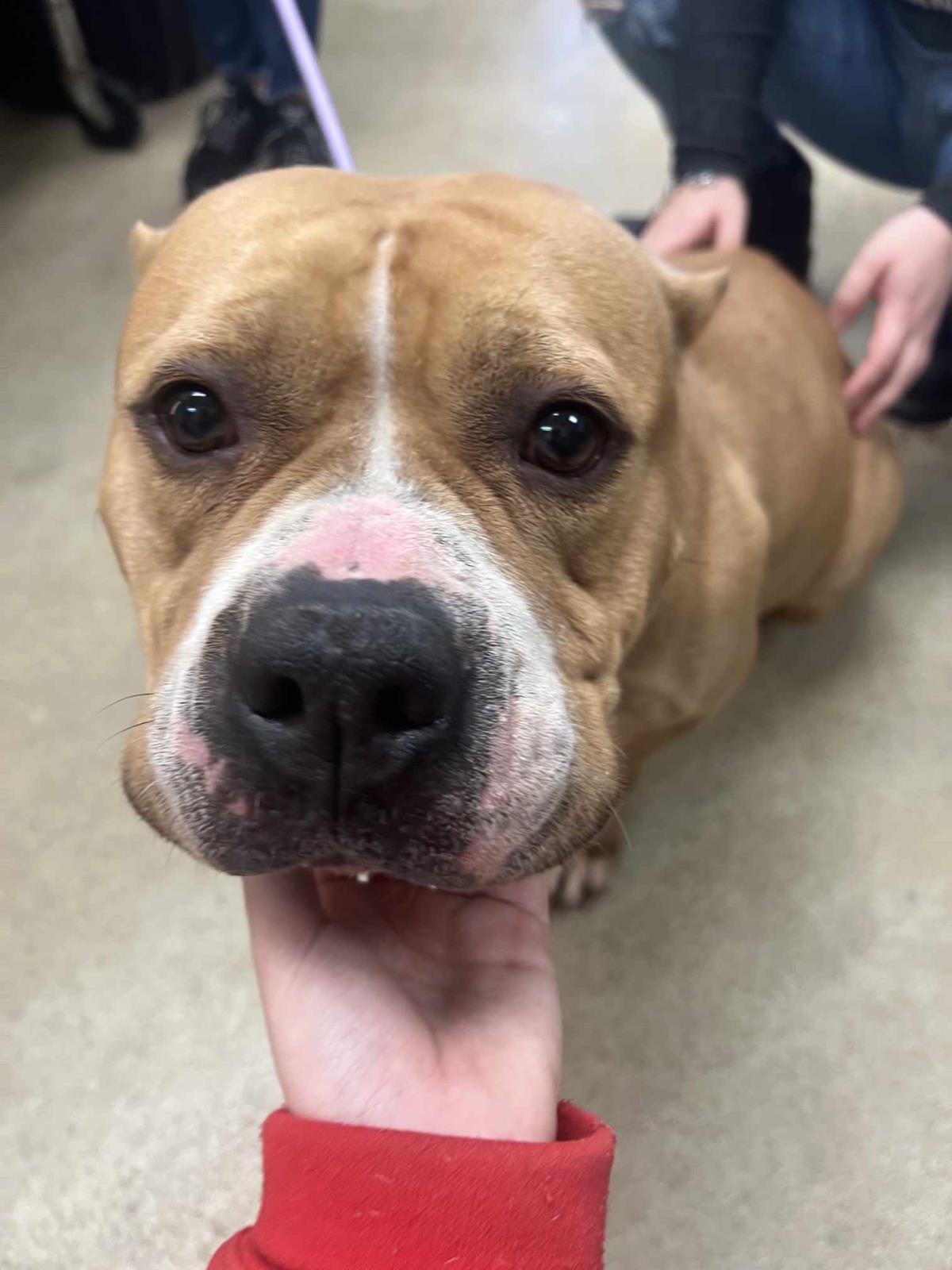Enlarge Honey Bun-$75 Adoption Fee! Diamond Dog!, a Adoptable American Bulldog in Rockwall, TX image 3/3