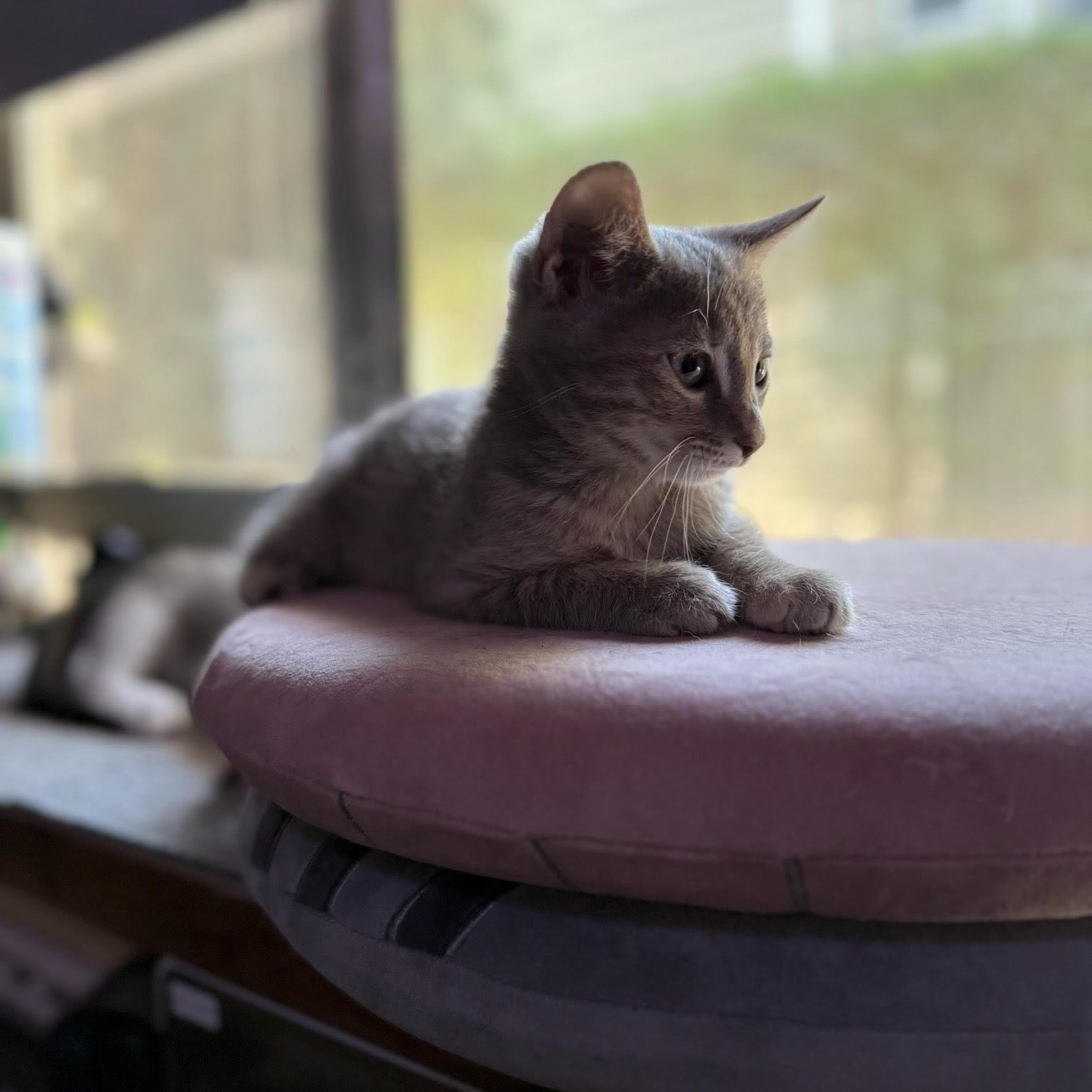 Banshee (RR), a Adoptable Tabby in Woodland Hills, CA image 2/4