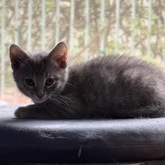 Banshee (RR), a Adoptable Tabby in Woodland Hills, CA image 4/4