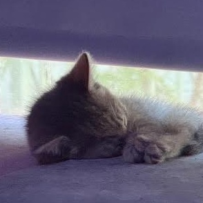 Banshee (RR), a Adoptable Tabby in Woodland Hills, CA image 3/4