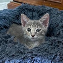 Banshee (RR), Adoptable, Kitten Female Tabby.