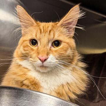 Enlarge Bob the Builder, a Adoptable mixed breed in Madison, WI image 1/3