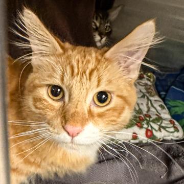 Enlarge Bob the Builder, a Adoptable mixed breed in Madison, WI image 2/3