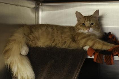 Enlarge Bob the Builder, a Adoptable mixed breed in Madison, WI image 3/3