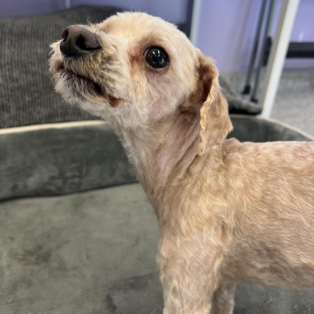 Blenny, Adoptable, Adult Male Poodle & Mixed Breed.