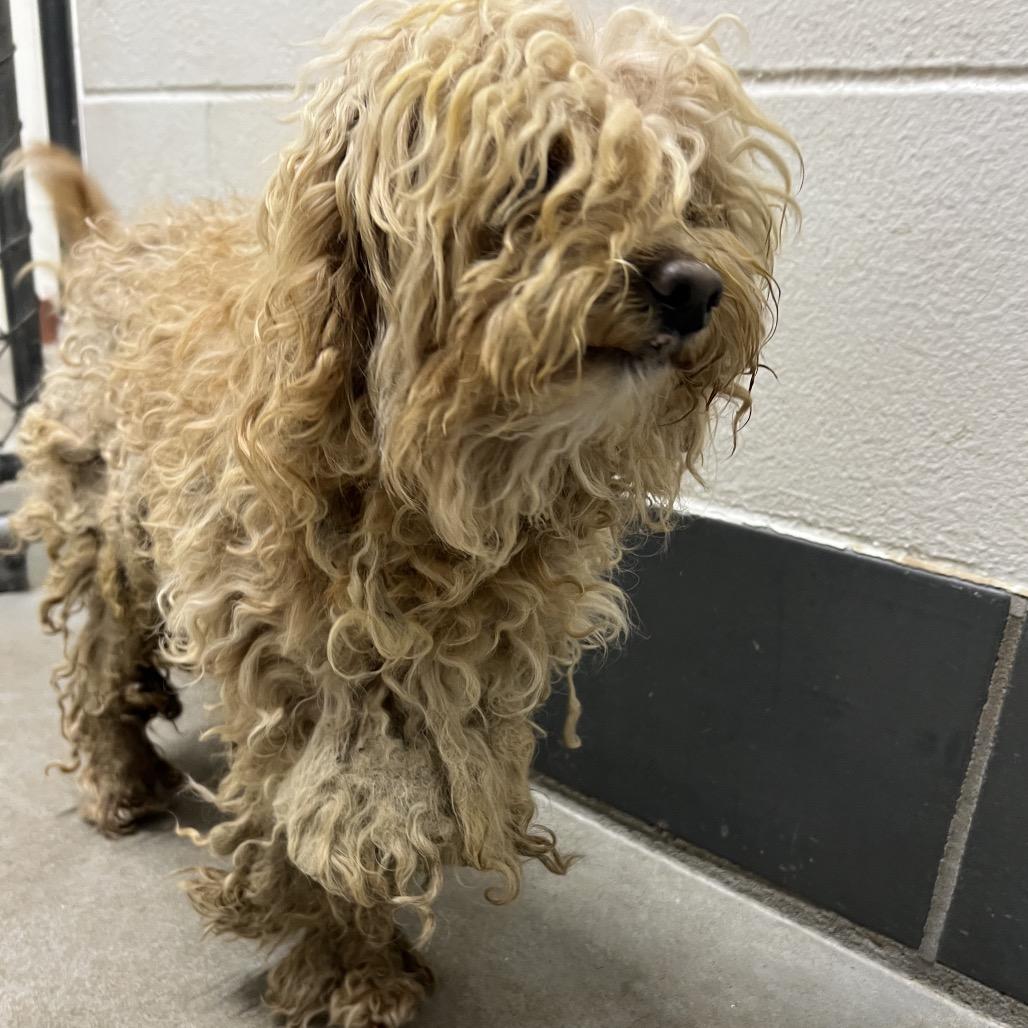 Enlarge Blenny, a Adoptable mixed breed in Manhattan, KS image 2/3
