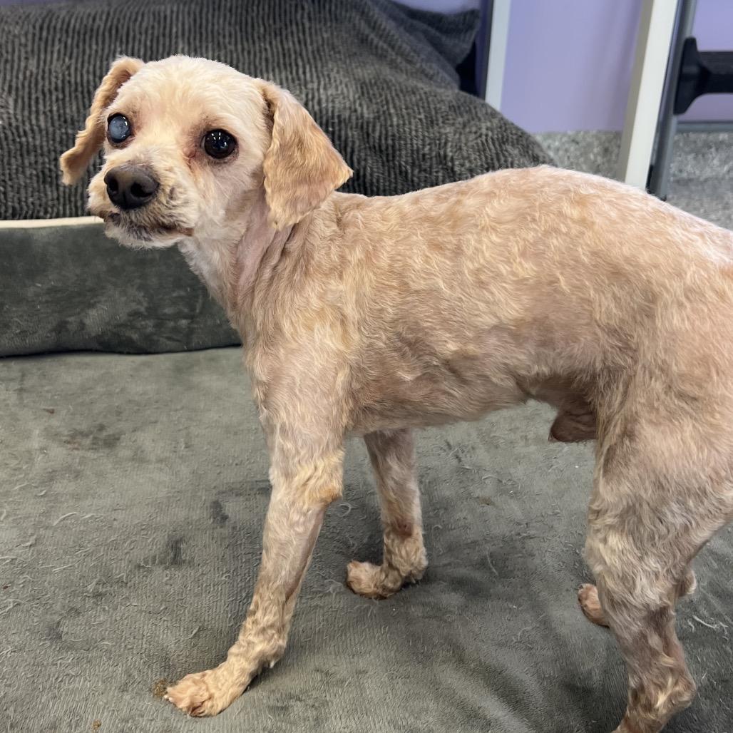 Enlarge Blenny, a Adoptable mixed breed in Manhattan, KS image 3/3