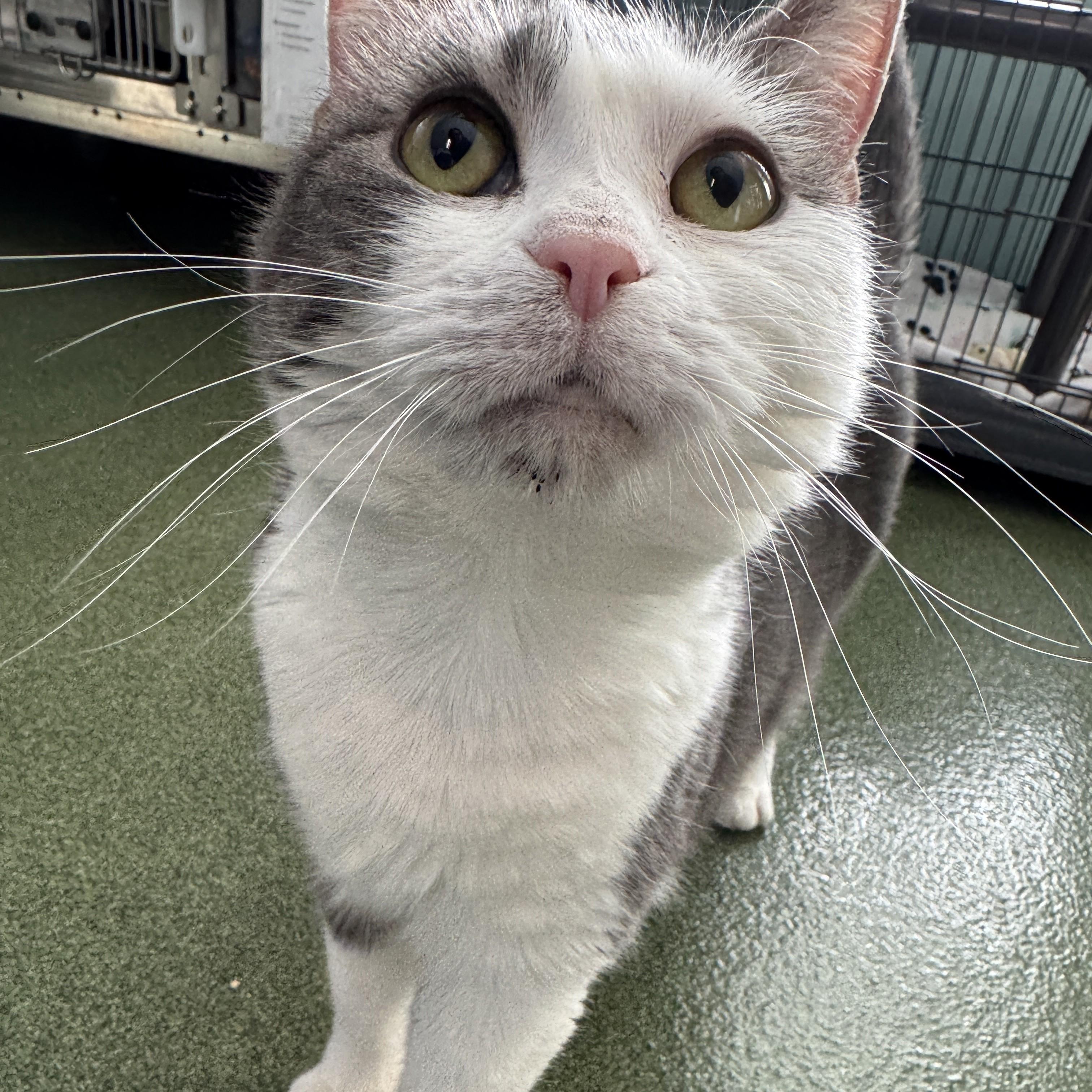 April, a Adoptable Domestic Short Hair in Seneca, PA image 5/5