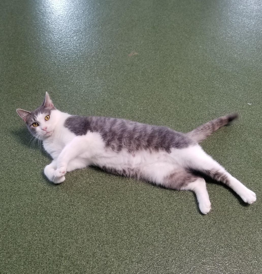 April, a Adoptable Domestic Short Hair in Seneca, PA image 3/5