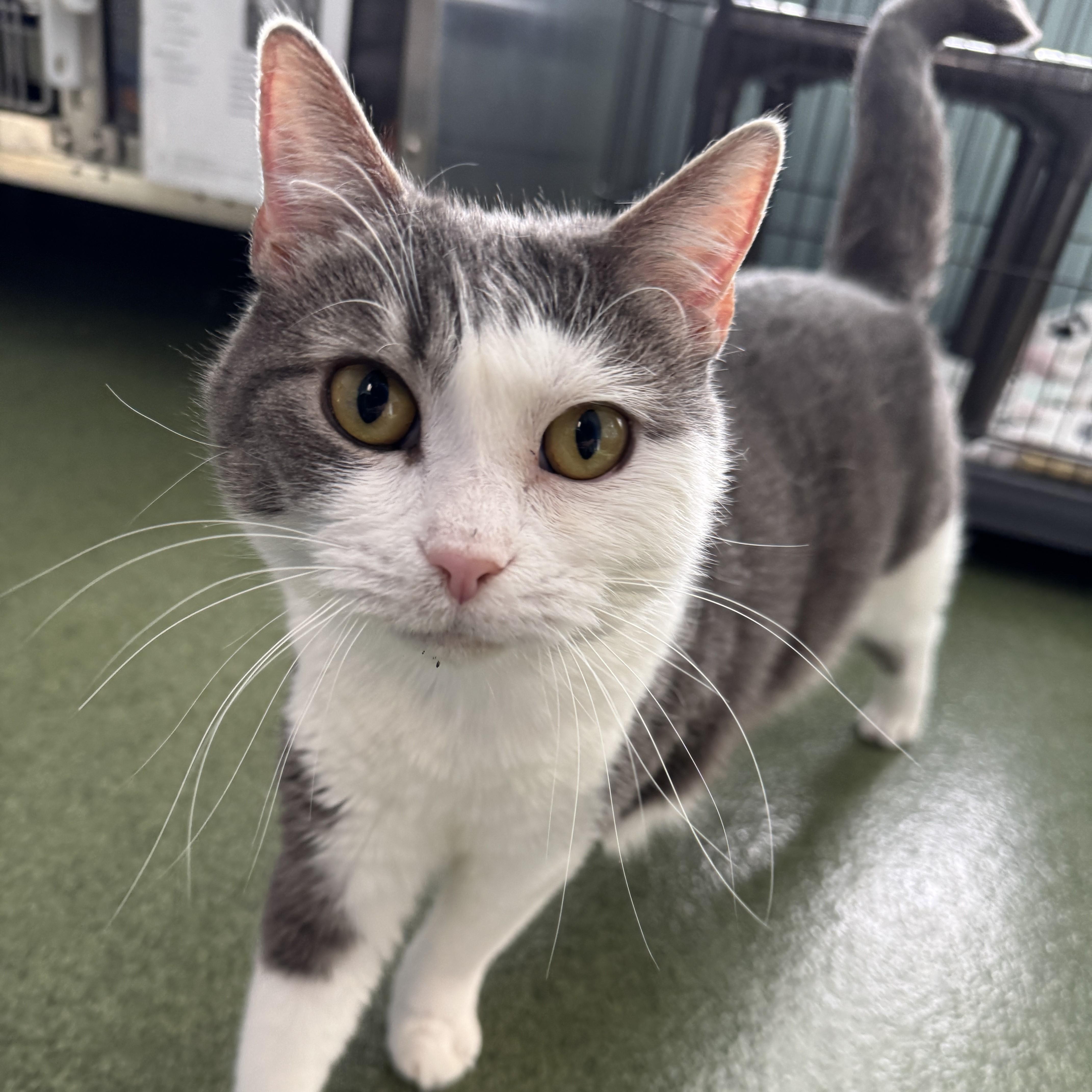 April, Adoptable, Adult Female Domestic Short Hair.