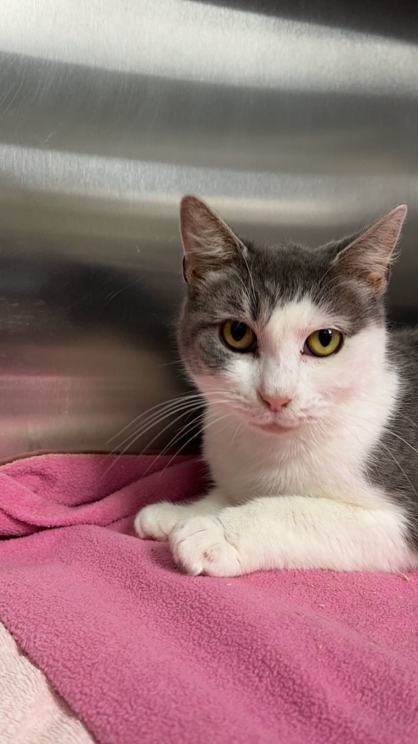 April, a Adoptable Domestic Short Hair in Seneca, PA image 4/5