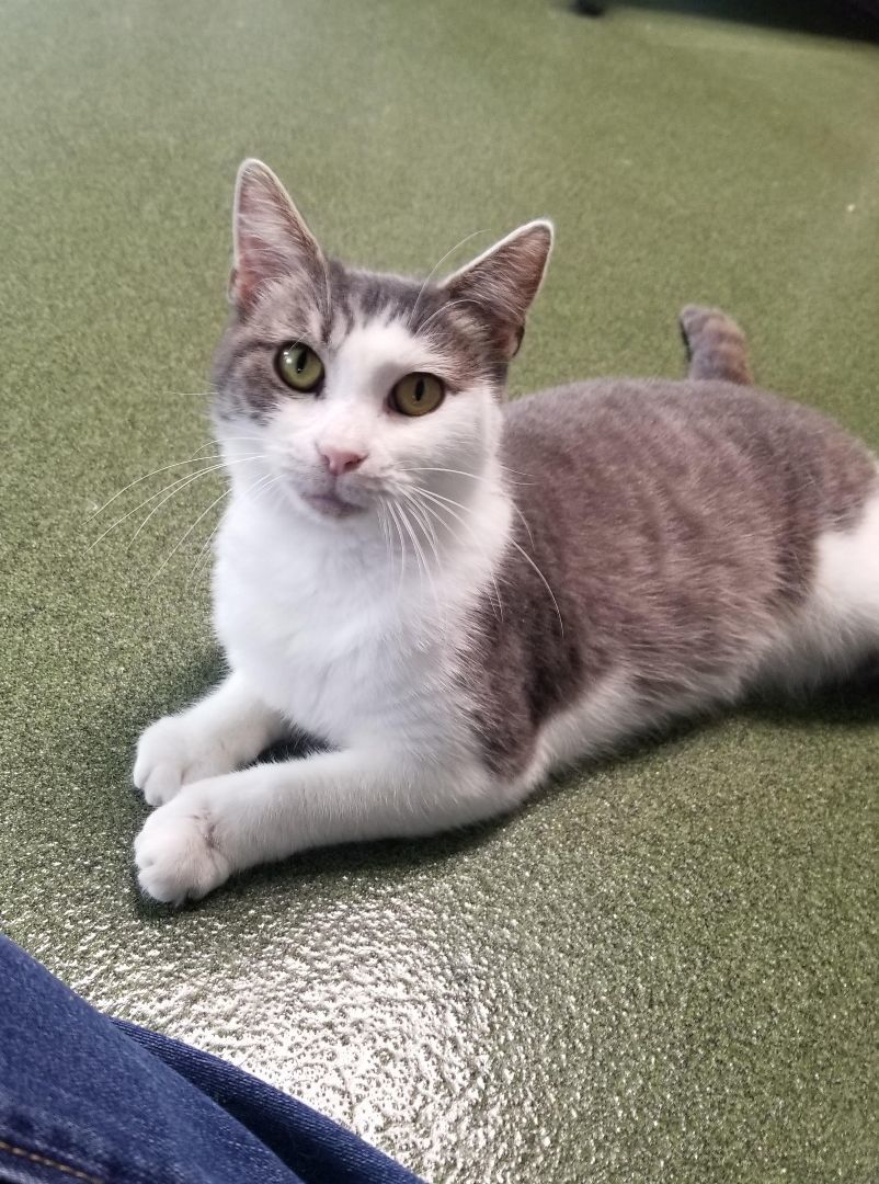 April, a Adoptable Domestic Short Hair in Seneca, PA image 2/5