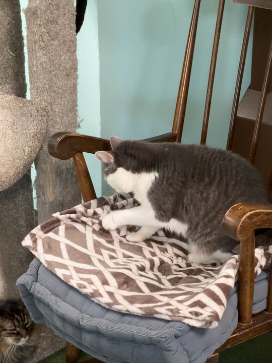 Enlarge April, a Adoptable Domestic Short Hair in Seneca, PA video 6/6